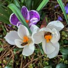 2 Bienen die Frühstücken