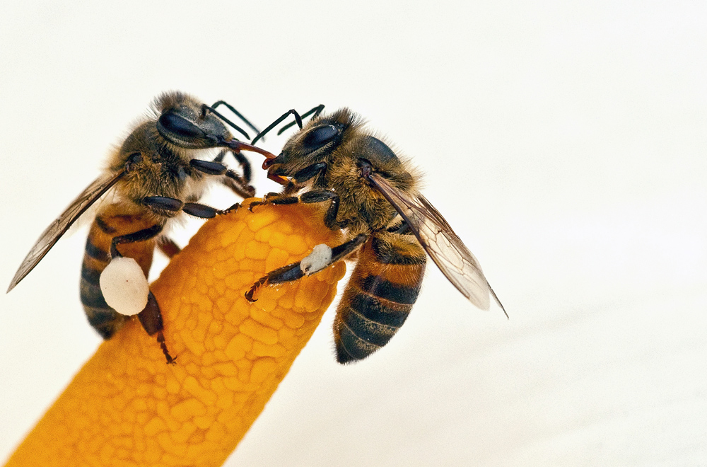 2 Bienen im Gespräch versunken