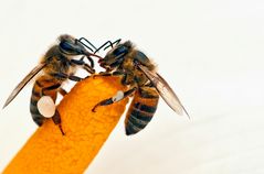 2 Bienen im Gespräch versunken