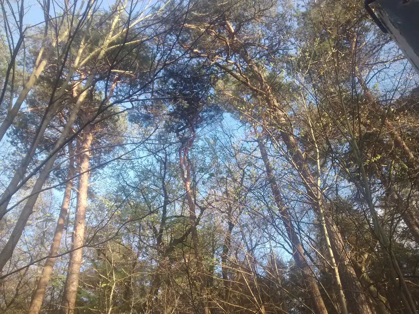 2 Bild aus einem Waldstück mit ein wenig blauen Himmel in Hamburg