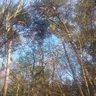 2 Bild aus einem Waldstück mit ein wenig blauen Himmel in Hamburg