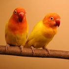 2 Birdies