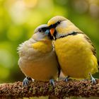 2 birds kiss each other with love (1)