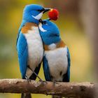 2 birds kiss each other with love (3)