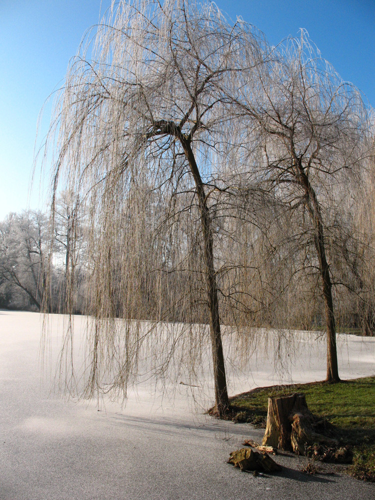 2 Birken im Georgengarten