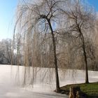 2 Birken im Georgengarten