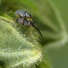 2 bis 4 mm, Langrüssliges Stockrosen-Spitzmäuschen