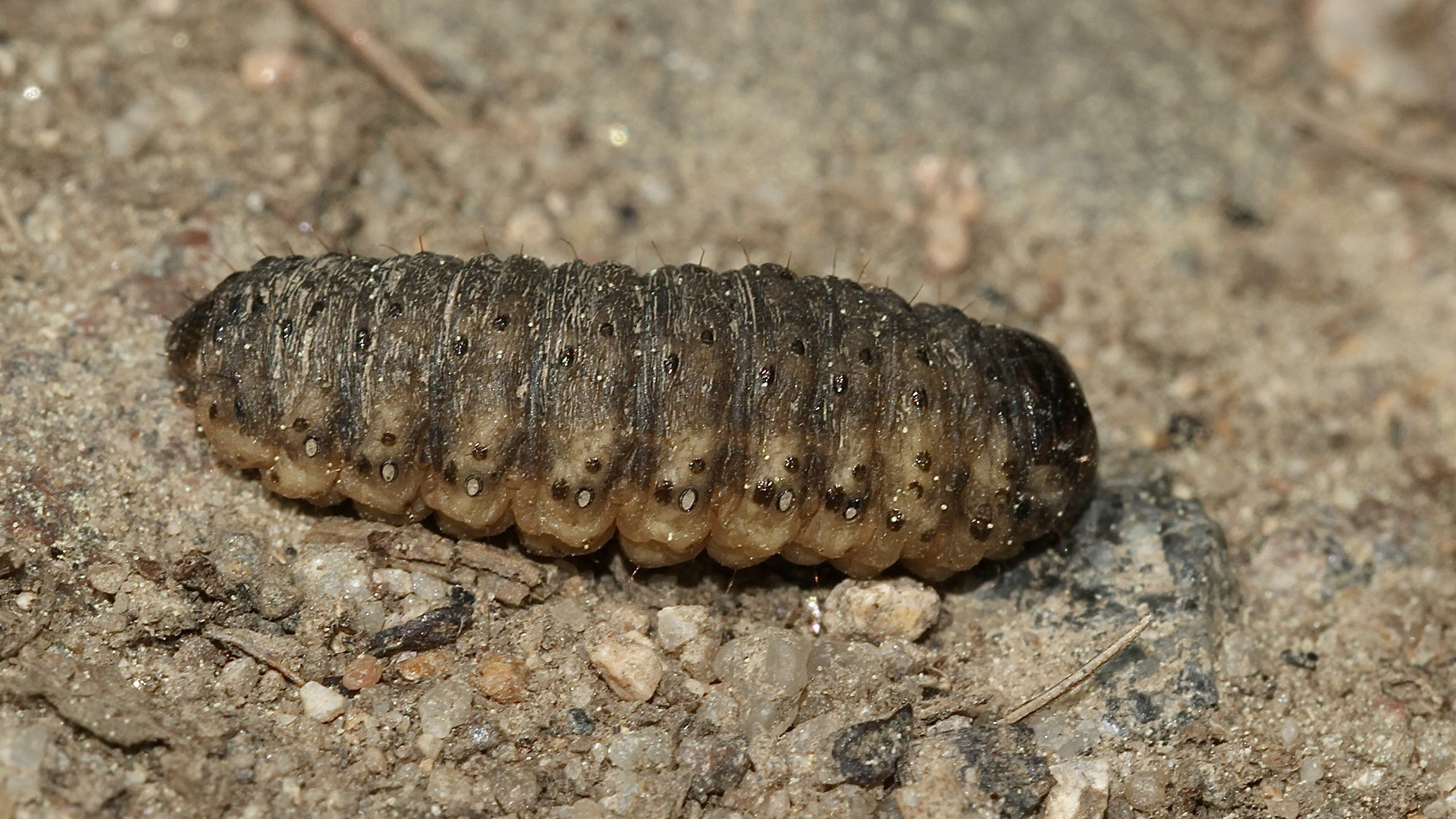 (2) Bitte wieder um Eure Mithilfe! Raupe eines Weidenbohrers (Cossus cossus)? Nein!***