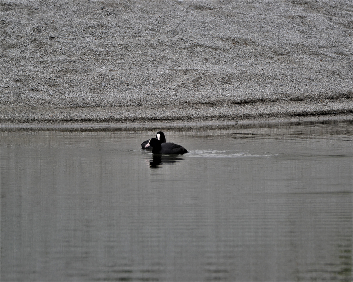 2 Blässhühner im See 