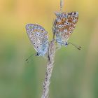 2 Bläuling auf trockenen Grashalm