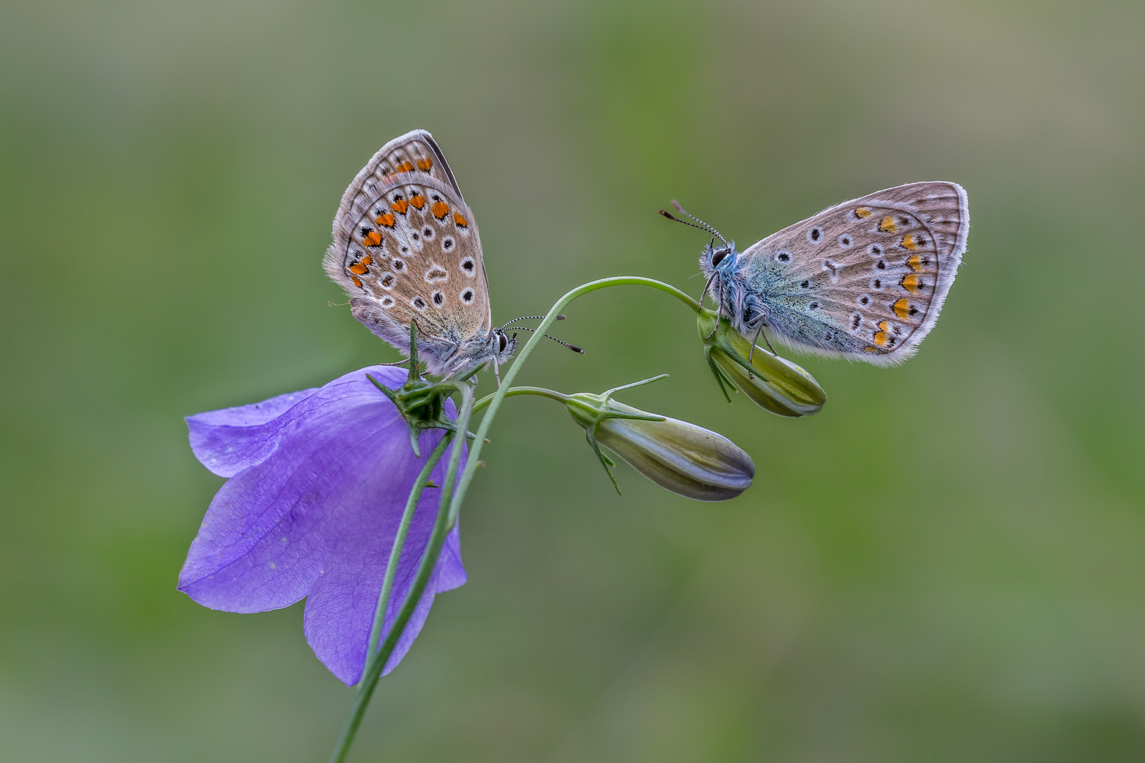 2 Bläulinge auf Glockenblume