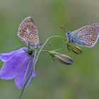 2 Bläulinge auf Glockenblume