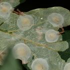 (2) Blattminen - Tischeria ekebladella / M. Hering ...