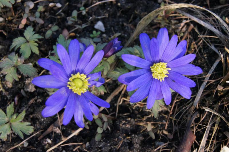 2 blau blumen