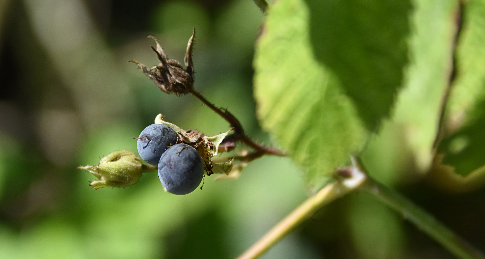 2 blaue Beeren