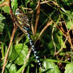 (2) Blaugrüne Mosaikjungfer (Aeshna cyanea) Männchen