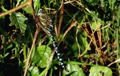 (2) Blaugrüne Mosaikjungfer (Aeshna cyanea) Männchen