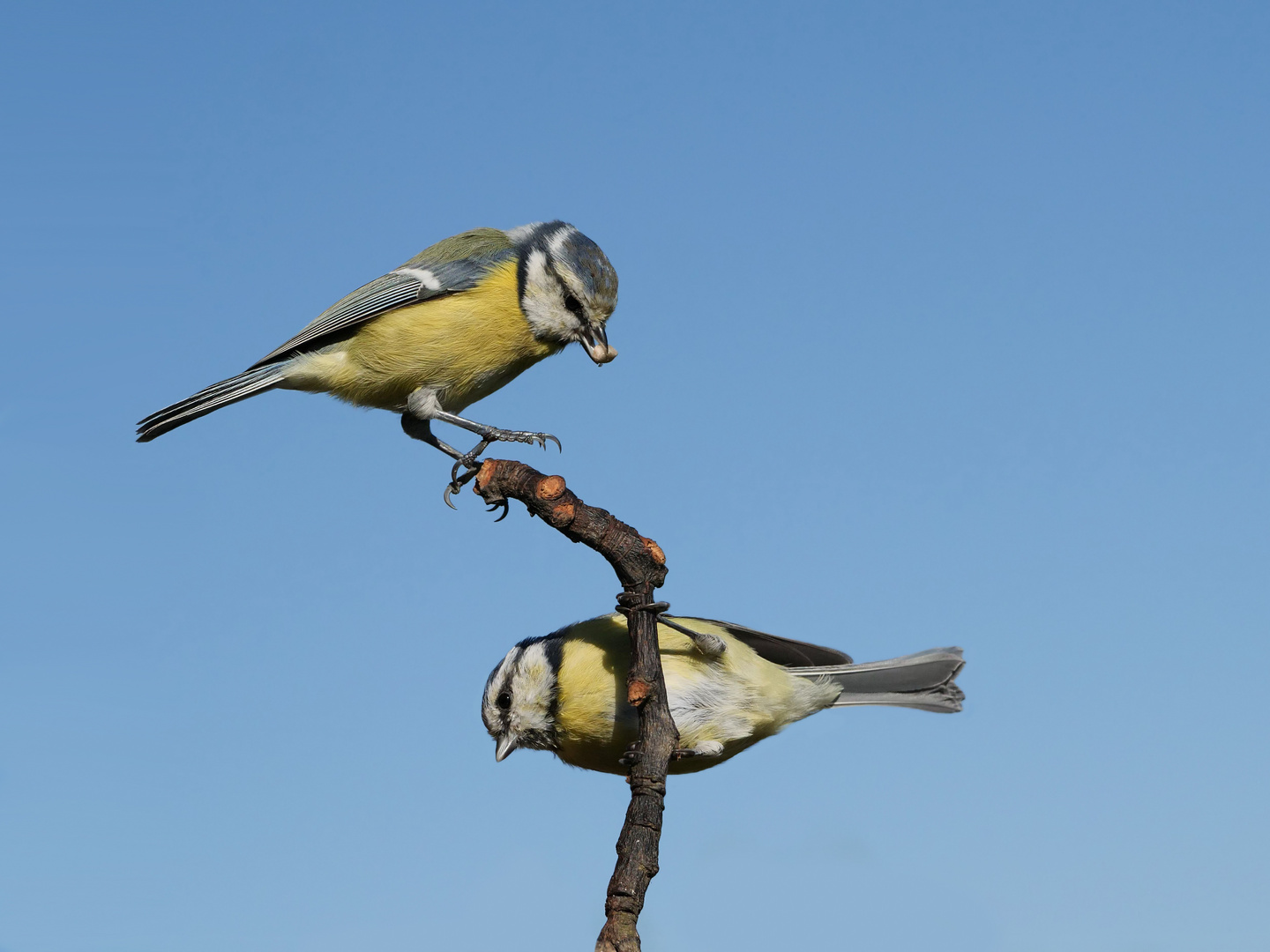 2 Blaumeisen