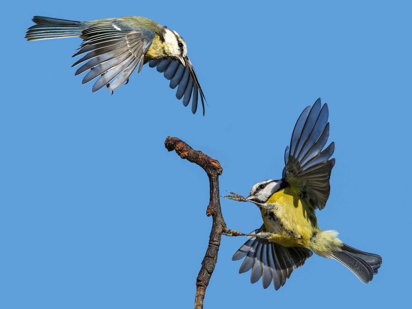 2 Blaumeisen im Anflug