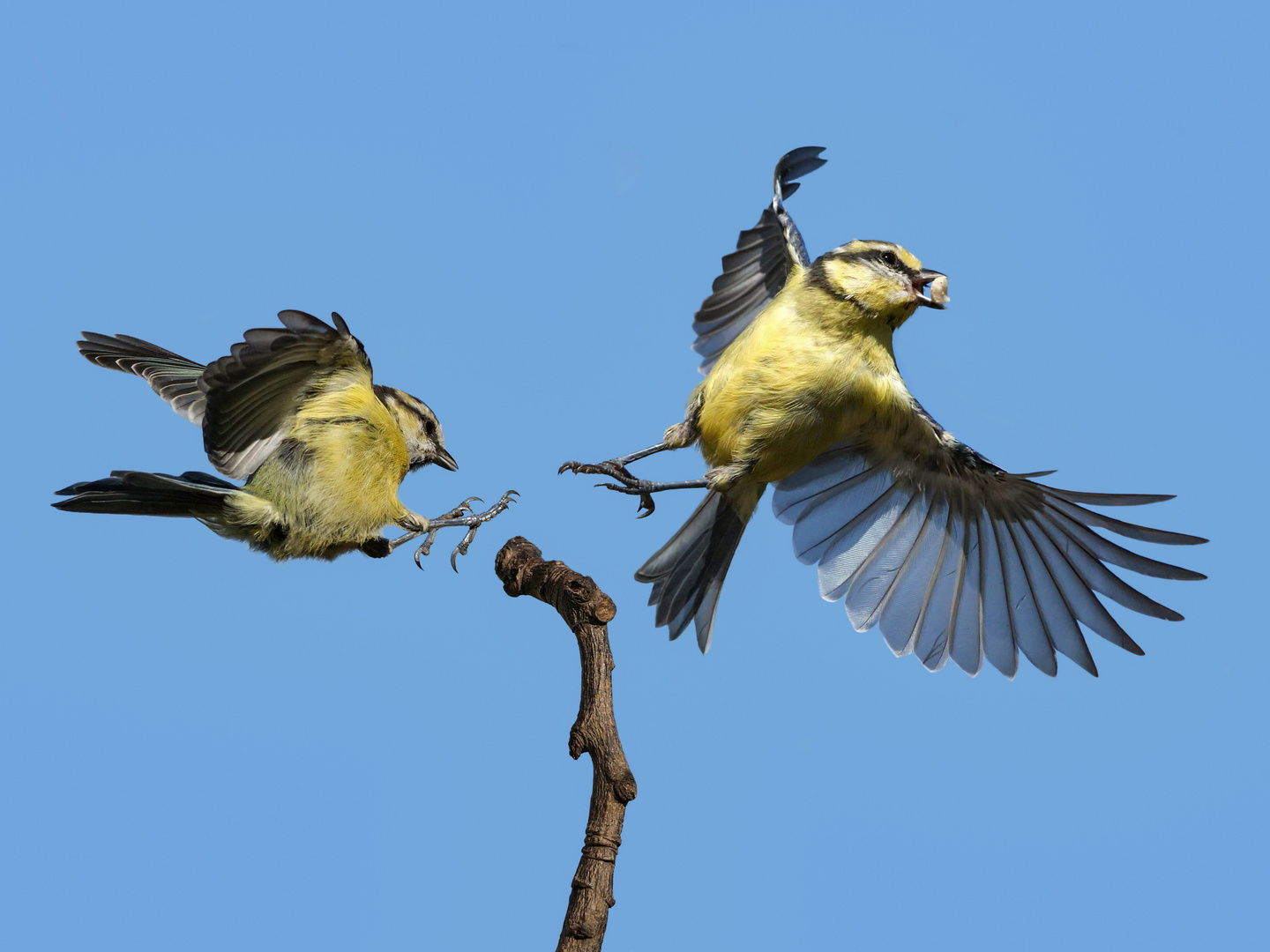 2 Blaumeisen im Anflug und Abflug