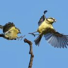 2 Blaumeisen im Anflug und Abflug