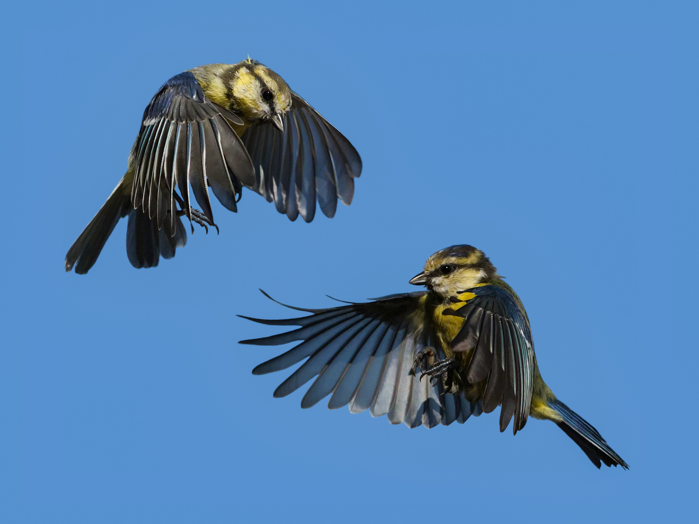 2 Blaumeisen im Flug