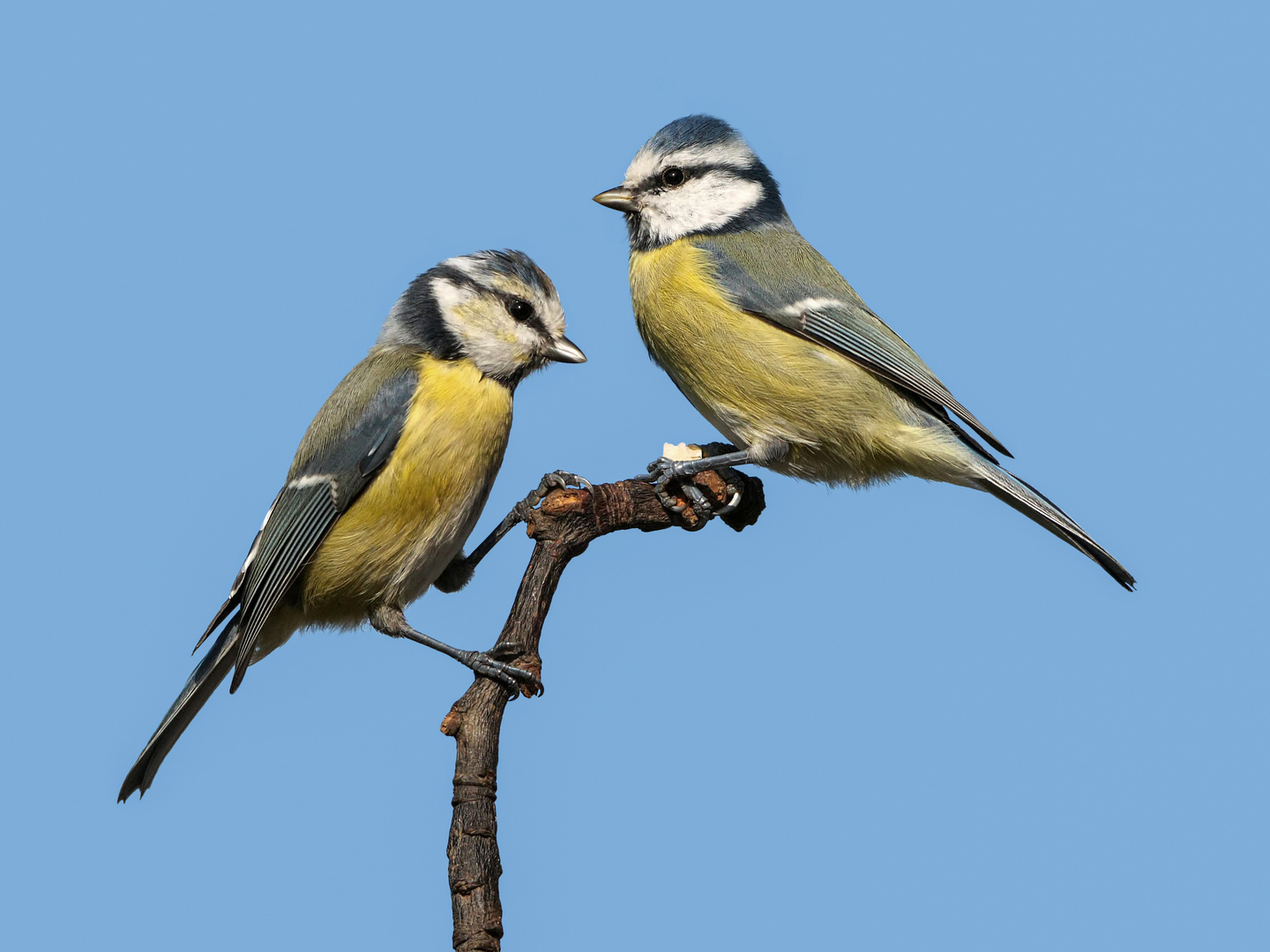 2 Blaumeisen und eine Nuß