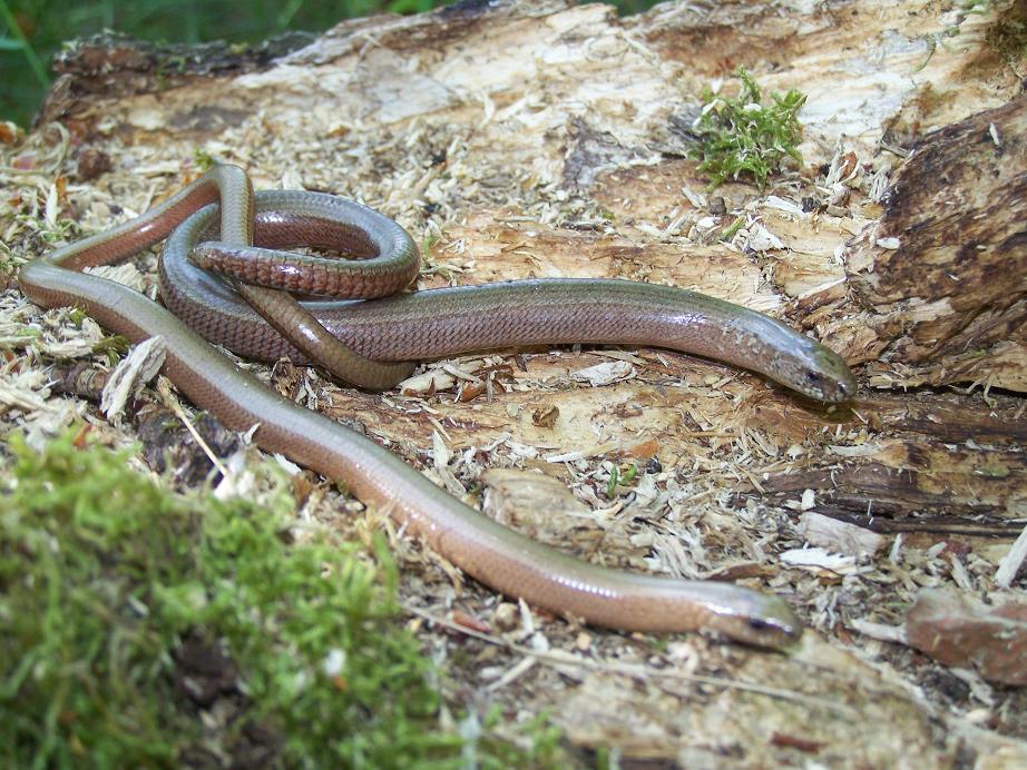 2 Blindschleichen (Anguis fragilis)