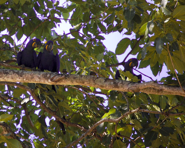 2 blue macaws sitting in a tree.... k i s s i n g....