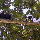 2 blue macaws sitting in a tree.... k i s s i n g....