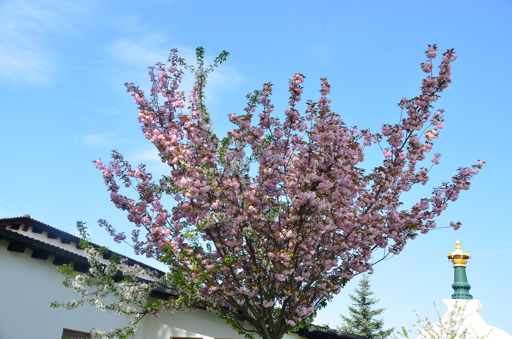 2 Blüten in einem Baum, eine Mischung