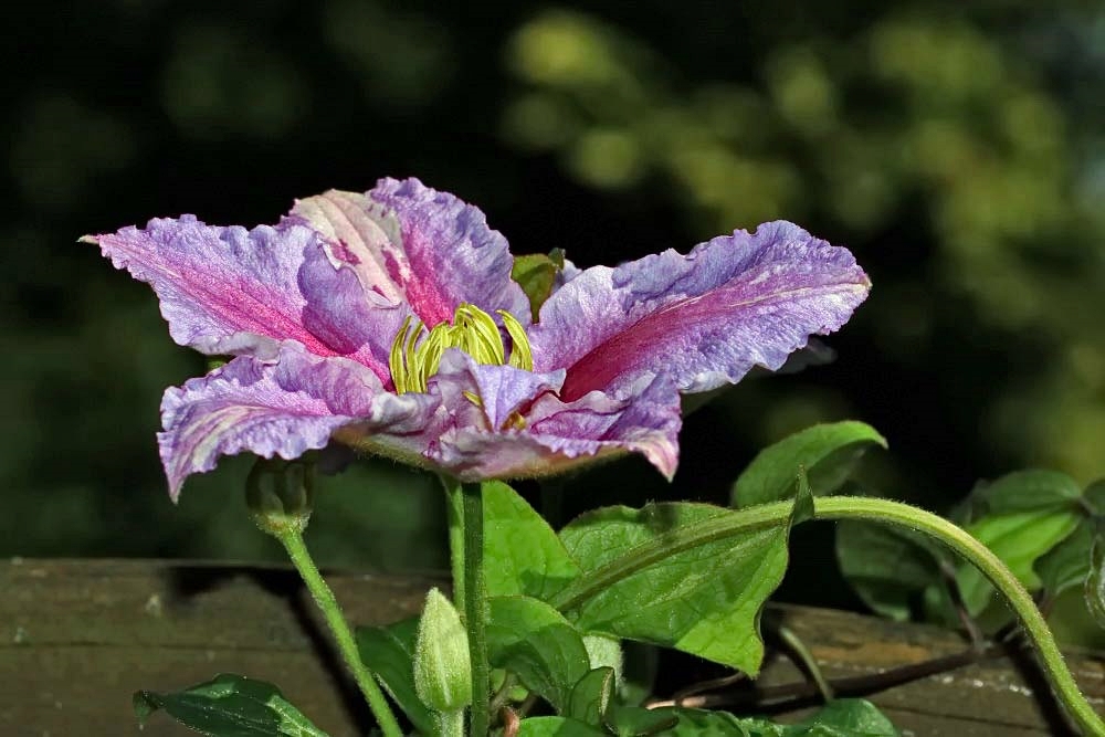 2 Blüten sind schon da