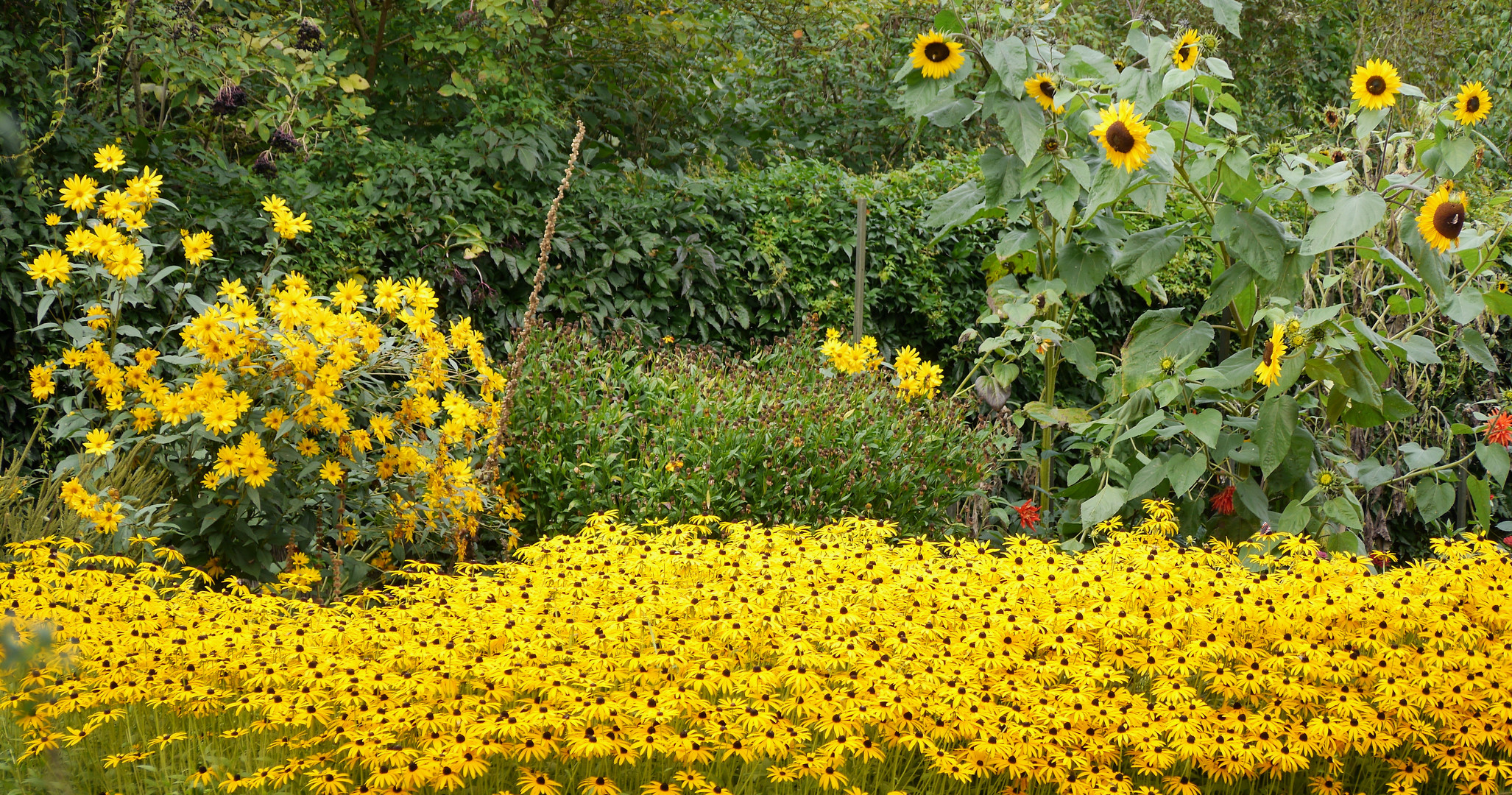 (2) Blütenpracht im Spätsommer... 