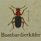 (2) BOMBARDIERKÄFER! Ein spektakulärer Name ...