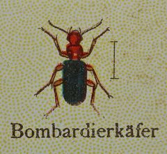 (2) BOMBARDIERKÄFER! Ein spektakulärer Name ...