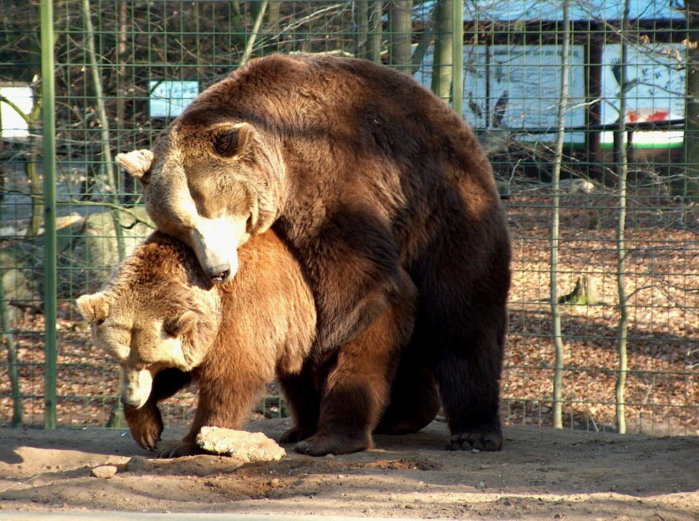 2 Braunbären