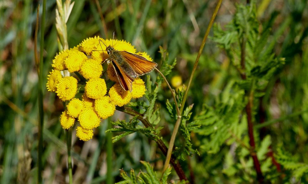 (2) Braunkolbiger- oder Ockergelber Braun-Dickkopffalter (Thymelicus sylvestris) 