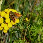 (2) Braunkolbiger- oder Ockergelber Braun-Dickkopffalter (Thymelicus sylvestris) 