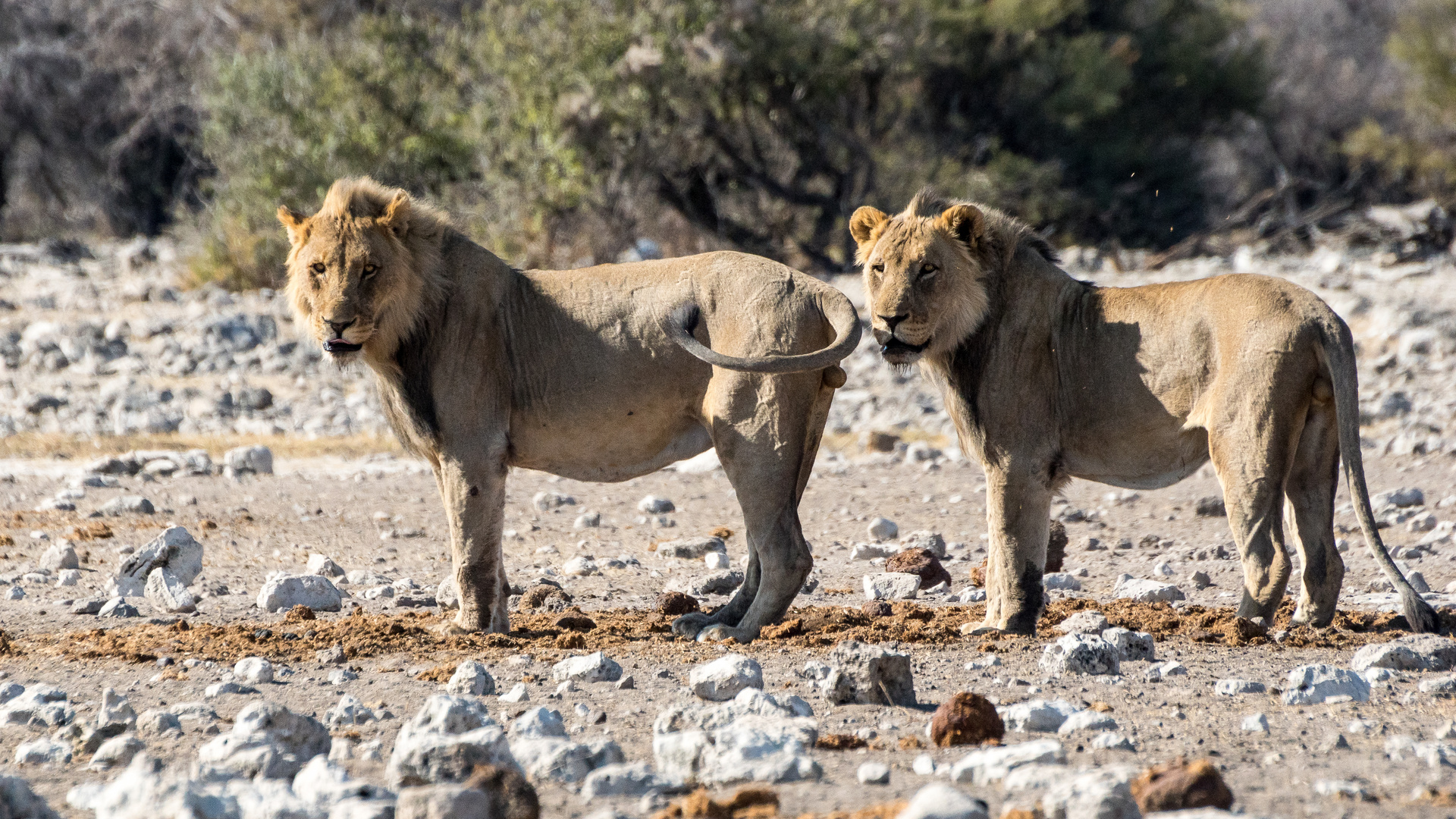 2 Brüder in der Etosha Pfanne