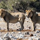 2 Brüder in der Etosha Pfanne