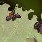 (2) Brutfürsorge beim Blattkäfer GONIOCTENA DECEMNOTATA ...