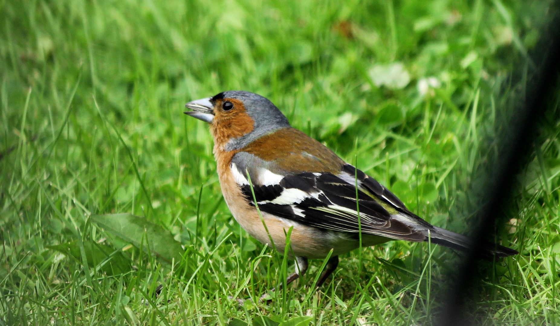 (2) Buchfink (Fringilla coelebs), Männchen