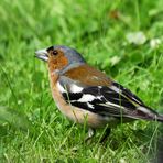 (2) Buchfink (Fringilla coelebs), Männchen