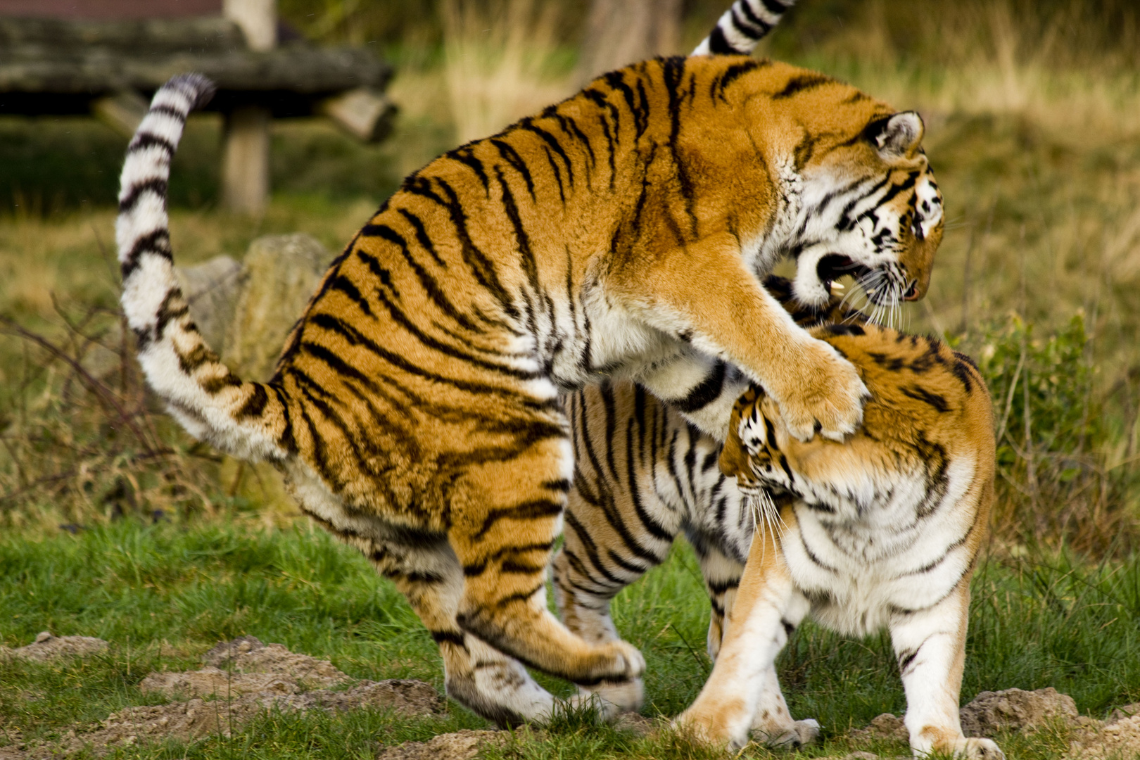 2 Burmese Tigers Fighting