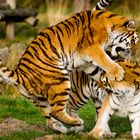 2 Burmese Tigers Fighting