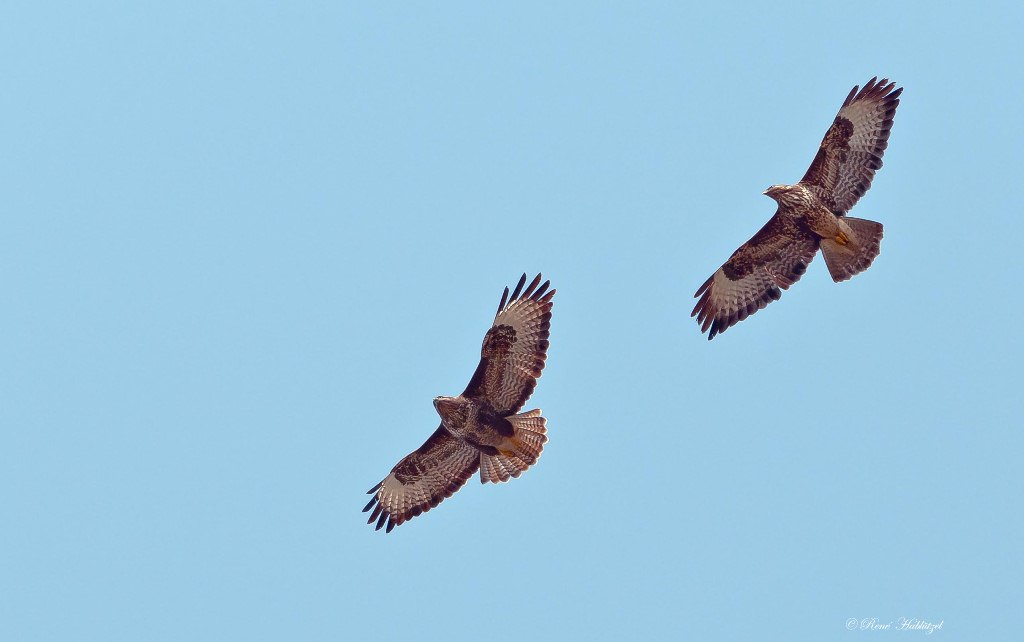 2 Bussarde im Flug