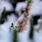 *2* ... [calluna vulgaris]