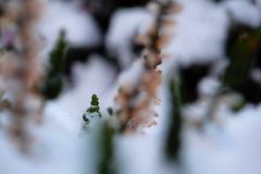 *2* ... [calluna vulgaris]