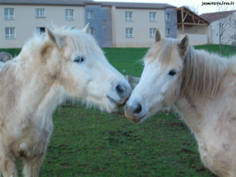 2 camarguais