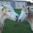 2 camarguais